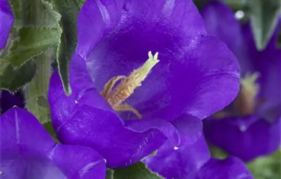 Campanula medium, blau