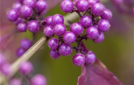 Callicarpa bodinieri giraldii 'Profusion'