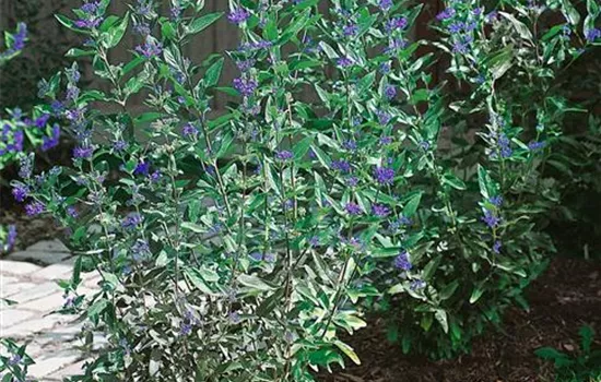 Caryopteris x clandonensis 'Longwood Blue'