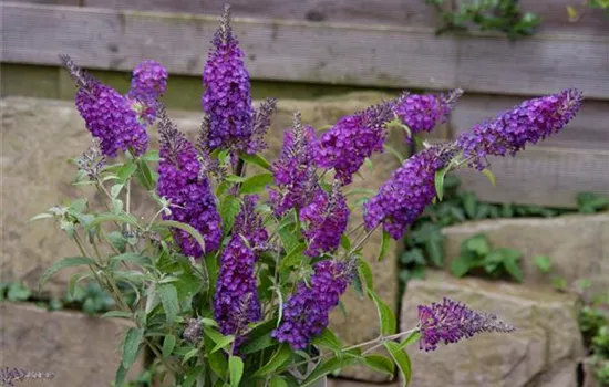 Buddleja 'Buzz Pink Purple'