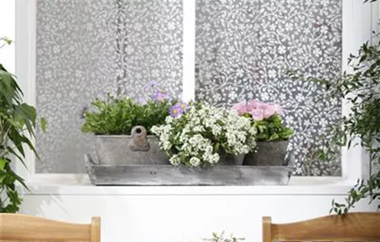 Campanula medium, rosa