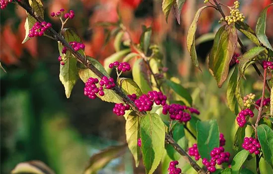 Callicarpa dichotoma 'Issai'