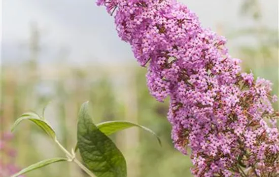 Buddleja Buzz ™ Soft Pink