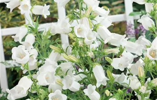 Campanula medium, weiß