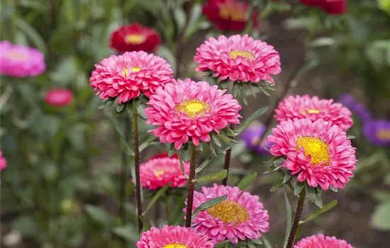 Callistephus chinensis