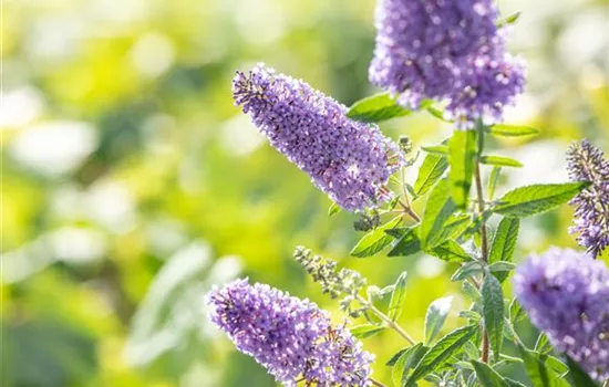 Buddleja 'Buzz Violet'