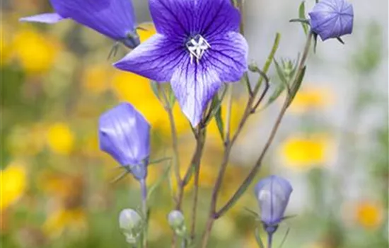 Campanula persicifolia