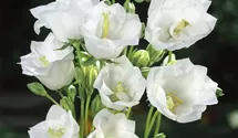 Pfirsicheblättrige Glockenblume