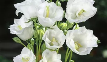 Pfirsicheblättrige Glockenblume