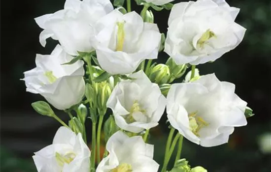 Campanula persicifolia 'Alba'