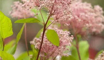 Säckelblume 'Marie Simon'