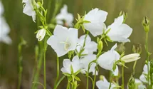 Pfirsicheblättrige Glockenblume