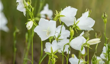 Pfirsicheblättrige Glockenblume