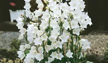 Pfirsicheblättrige Glockenblume