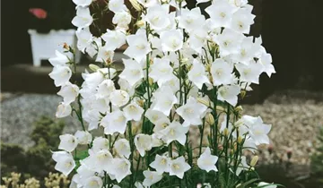 Pfirsicheblättrige Glockenblume