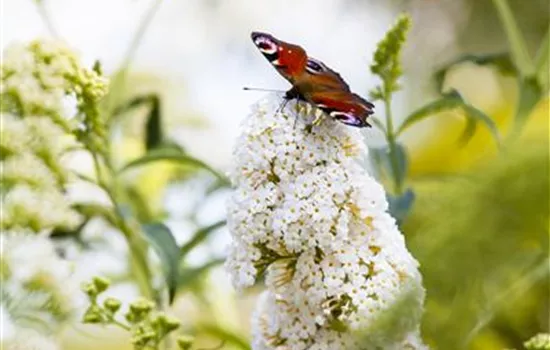 Buddleja davidii Bostulu