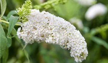 Sommerflieder 'White Profusion'