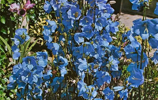 Campanula persicifolia Takion 'Blue'