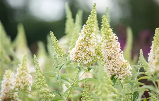 Buddleja davidii 'Buzz Ivory' ®