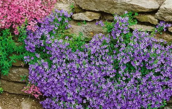 Campanula portenschlagiana 'Birch Hybrid'