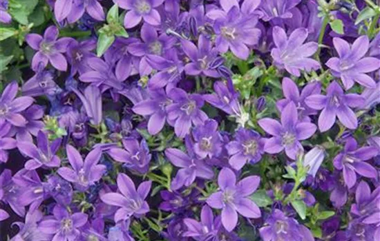 Campanula portenschlagiana Catharina