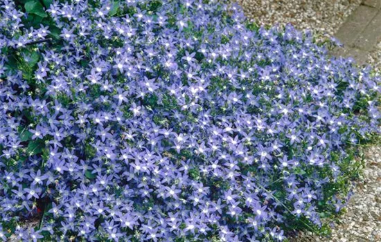 Campanula poscharskyana 'Blue Waterfall' ®