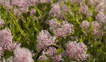 Säckelblume 'Marie Simon'