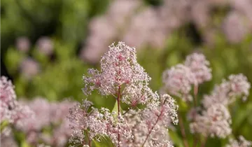 Säckelblume 'Marie Simon'
