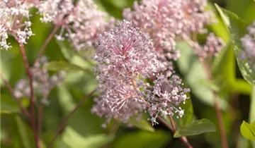 Säckelblume 'Marie Simon'