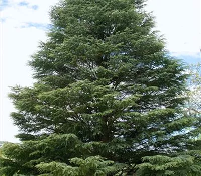Cedrus atlantica 'Argentea Fastigiata'