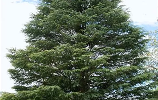 Cedrus atlantica 'Argentea Fastigiata'