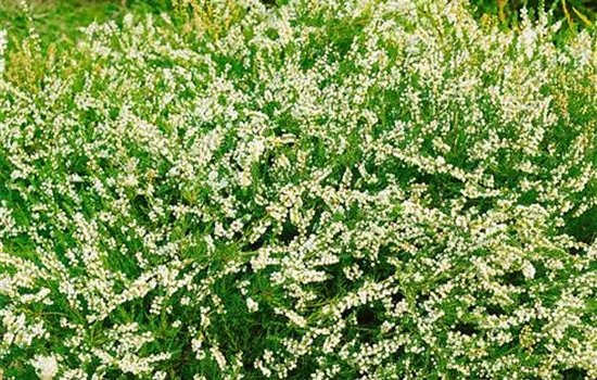 Calluna vulgaris 'Alba Plena'