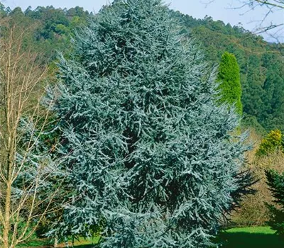 Cedrus atlantica 'Fastigiata'