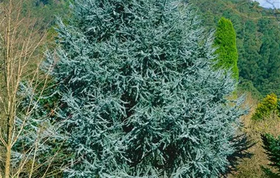 Cedrus atlantica 'Fastigiata'