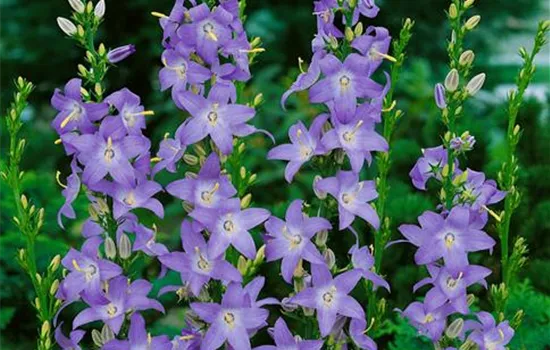 Campanula pyramidalis