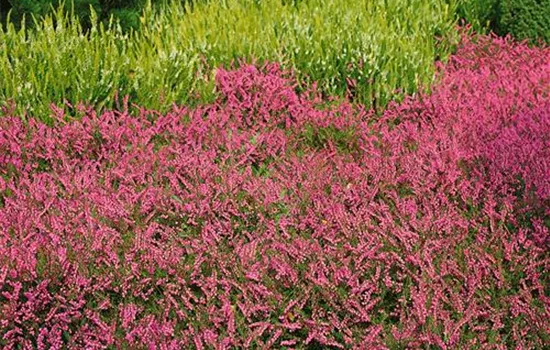 Calluna vulgaris 'Allegro'