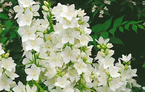 Campanula pyramidalis 'Alba'