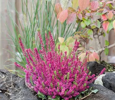 Calluna vulgaris Dark Beauty