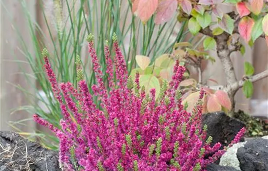 Calluna vulgaris Dark Beauty