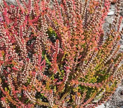 Calluna vulgaris 'Firefly'