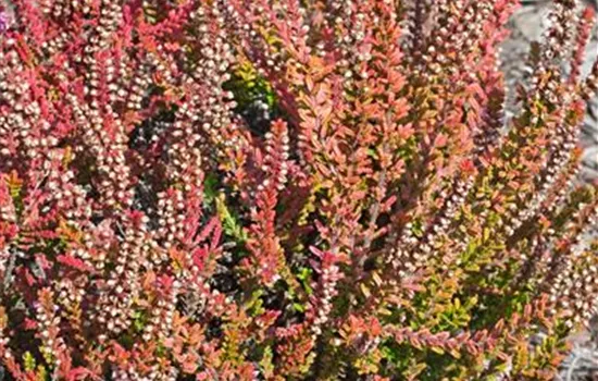 Calluna vulgaris 'Firefly'