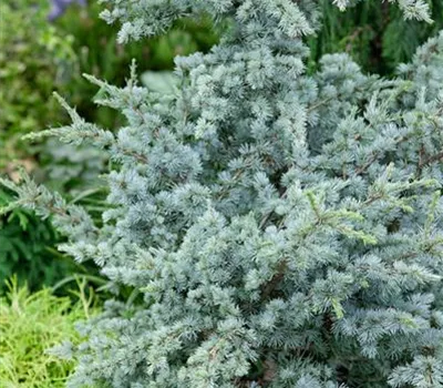 Cedrus atlantica 'Glauca Globosa'