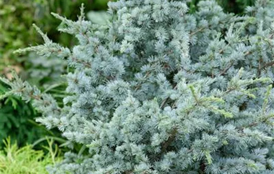 Cedrus atlantica 'Glauca Globosa'