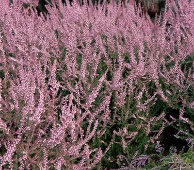 Calluna vulgaris 'H. E. Beale'