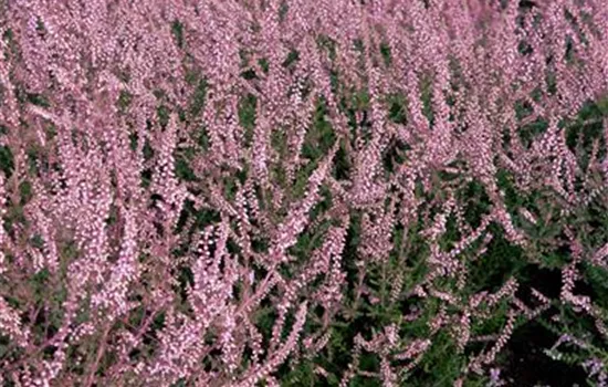 Calluna vulgaris 'H. E. Beale'