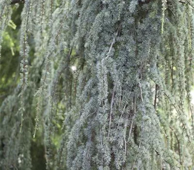 Cedrus atlantica 'Glauca Pendula'