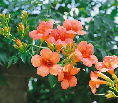 Campsis radicans