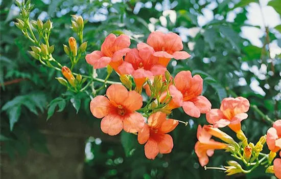 Campsis radicans