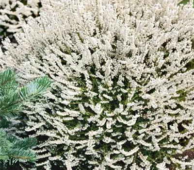 Calluna vulgaris 'Kinlochruel'