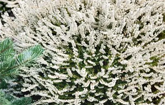 Calluna vulgaris 'Kinlochruel'